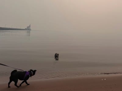 A leashed dog walks along a beach as another stands in shallow water, with a pier and lighthouse shrouded in thick wildfire haze.