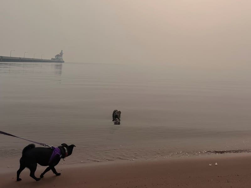 A leashed dog walks along a beach as another stands in shallow water, with a pier and lighthouse shrouded in thick wildfire haze.