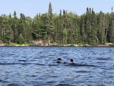 Two adult loons and a small chick swim across open water in front of a pine tree shoreline.