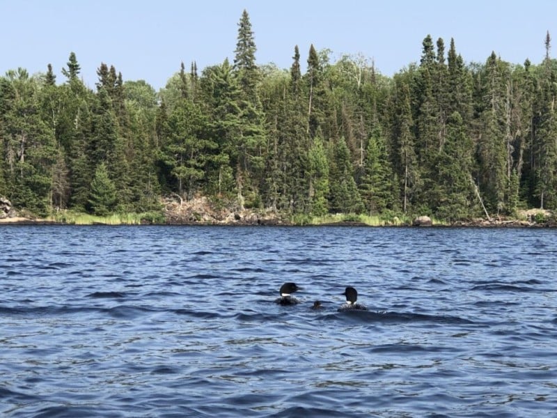 Two adult loons and a small chick swim across open water in front of a pine tree shoreline.
