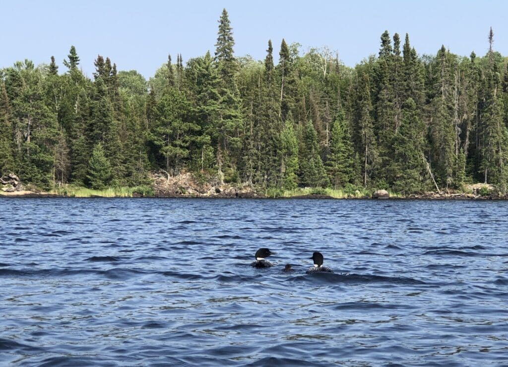Two adult loons and a small chick swim across open water in front of a pine tree shoreline.