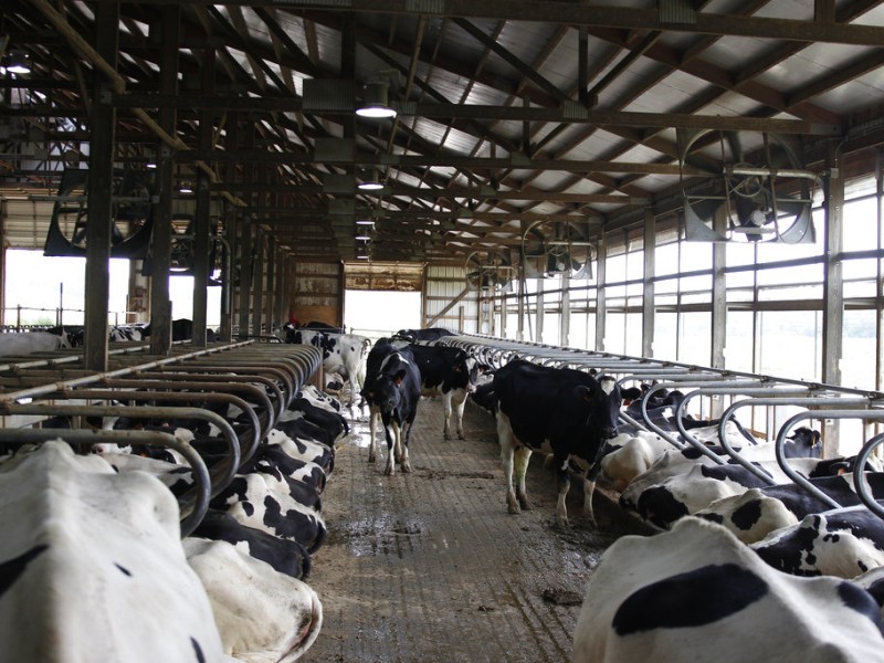 Black and white cows standing and resting in stalls inside a large barn at Mystic Valley Dairy.